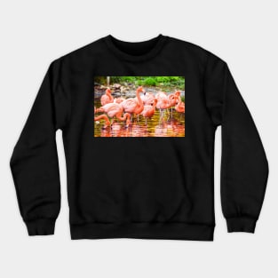 Greater Flamingos on the Water Crewneck Sweatshirt